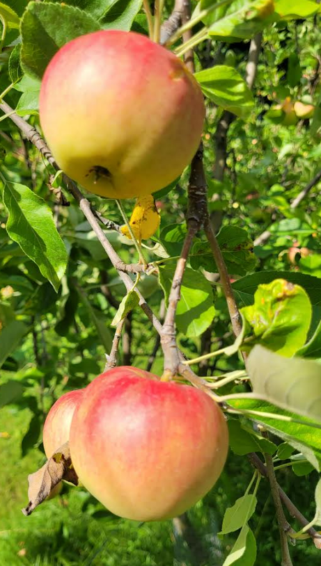 Apple Orchard Summer 2023